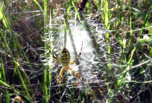 Réf. 208 569 : Argiope bruennichi